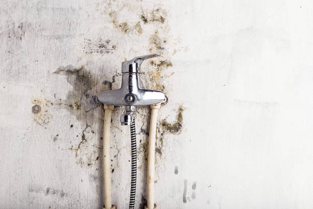 Best Post-Flood Mold Remediation in Langston, OK