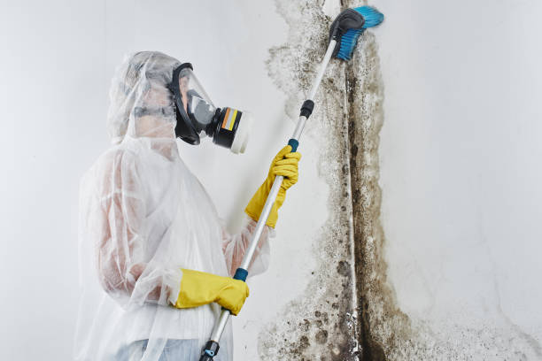 Reliable Langston, OK Mold Remediation Solutions
