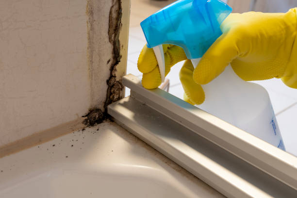Best Kitchen Mold Remediation in Langston, OK