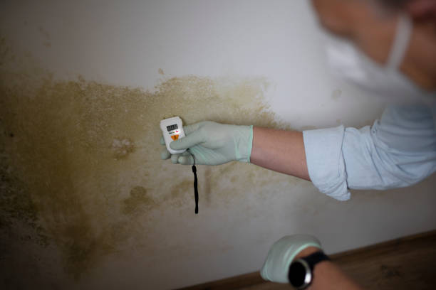 Best Emergency Mold Remediation in Langston, OK