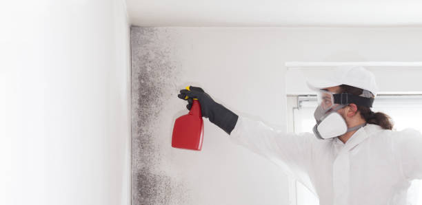 Best Attic Mold Remediation in Langston, OK