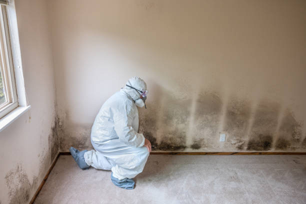 Best Industrial Mold Remediation in Langston, OK