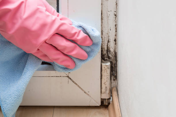 Best Mold Testing and Inspection Services in Langston, OK